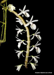 Dendrobium polyanthum