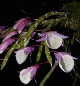 Dendrobium polyanthum