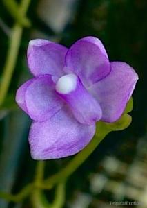 Thrixspermum amplexicaule