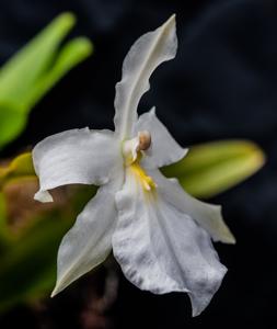 Miltonia moreliana