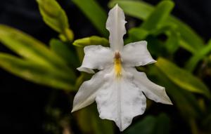 Miltonia moreliana