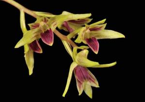 Dendrobium porphyrochilum
