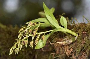 Dendrobium porphyrochilum
