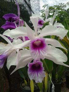 Cattleya purpurata