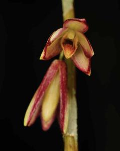 Dendrobium praecinctum