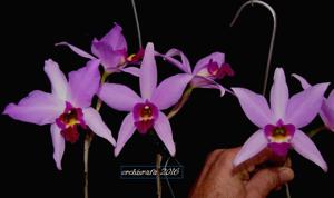 Laelia anceps