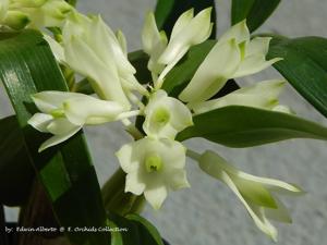 Dendrobium prasinum