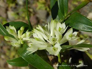 Dendrobium prasinum