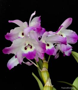 Dendrobium linawianum