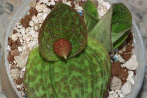 Cypripedium lichiangense