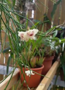 Dendrobium pseudoequitans