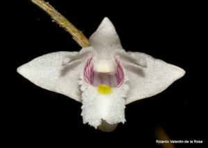 Dendrobium pseudoequitans