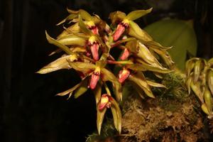 Bulbophyllum foetidum