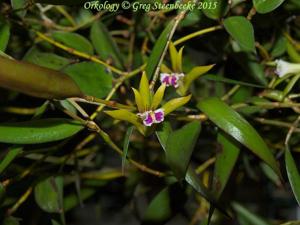 Dendrobium pugioniforme