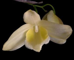 Dendrobium pulchellum