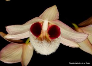 Dendrobium pulchellum