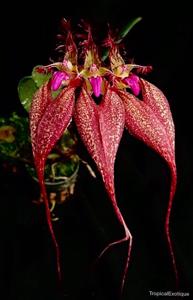 Bulbophyllum rothschildianum