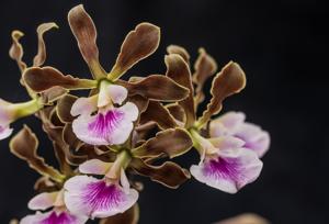 Encyclia randii