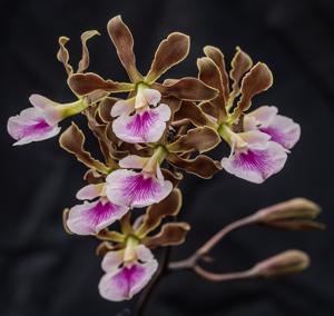 Encyclia randii