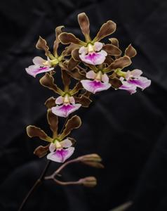 Encyclia randii