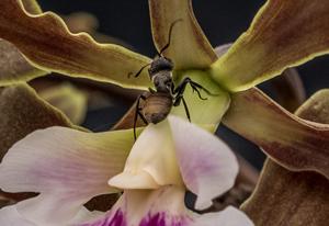 Encyclia randii