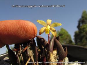 Cattleya verboonenii