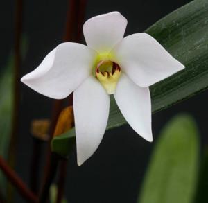 Dendrobium regale