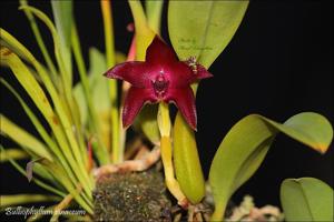 Bulbophyllum elevatopunctatum