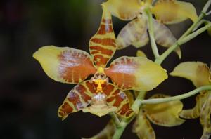 Rossioglossum grande