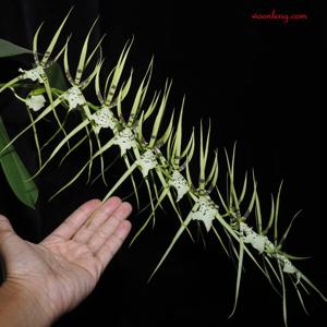 Brassia gireoudiana