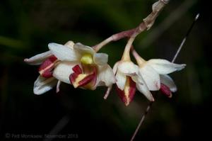 Dendrobium rigidum