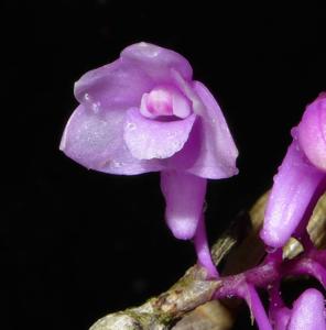 Dendrobium rindjaniense