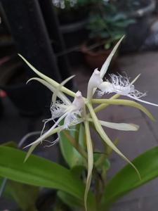 Epidendrum ciliare