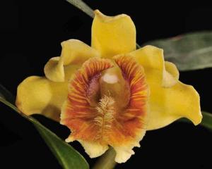 Dendrobium ruckeri