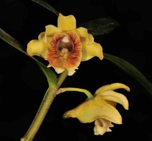 Dendrobium ruckeri