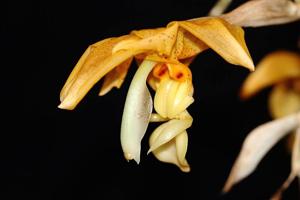 Stanhopea graveolens