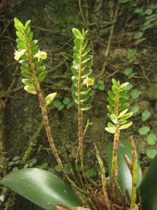 Dendrobium rupicola