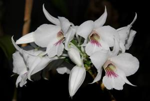 Dendrobium sanderae