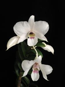 Dendrobium sanderae