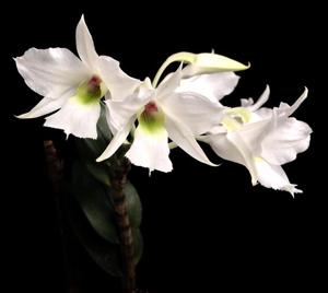 Dendrobium sanderae