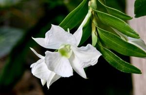 Dendrobium sanderae