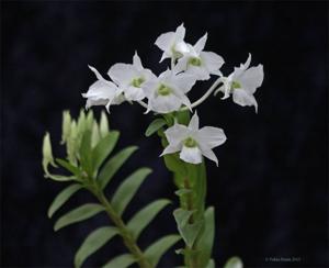 Dendrobium sanderae