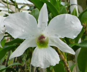 Dendrobium sanderae