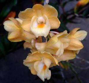 Dendrobium sanguinolentum