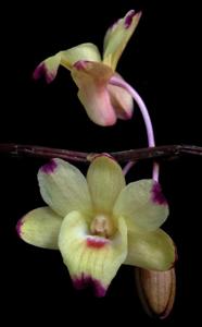 Dendrobium sanguinolentum