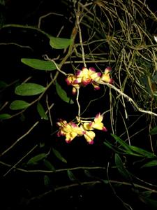 Dendrobium sanguinolentum