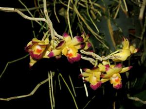 Dendrobium sanguinolentum