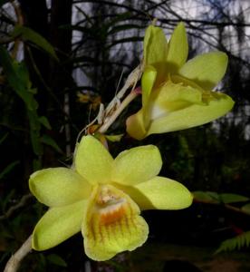 Dendrobium sanguinolentum