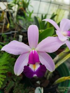 Cattleya violacea