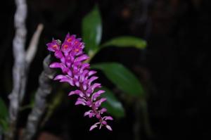 Dendrobium secundum